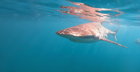 web-marine-dynamics-shark-tours-banner-slider-bronze-whaler-shark-underwater-2.png