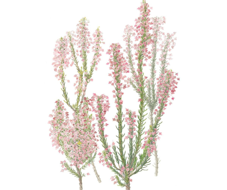 Botanical Art Gallery Florilegium Book Grootbos Private Nature Reserve™