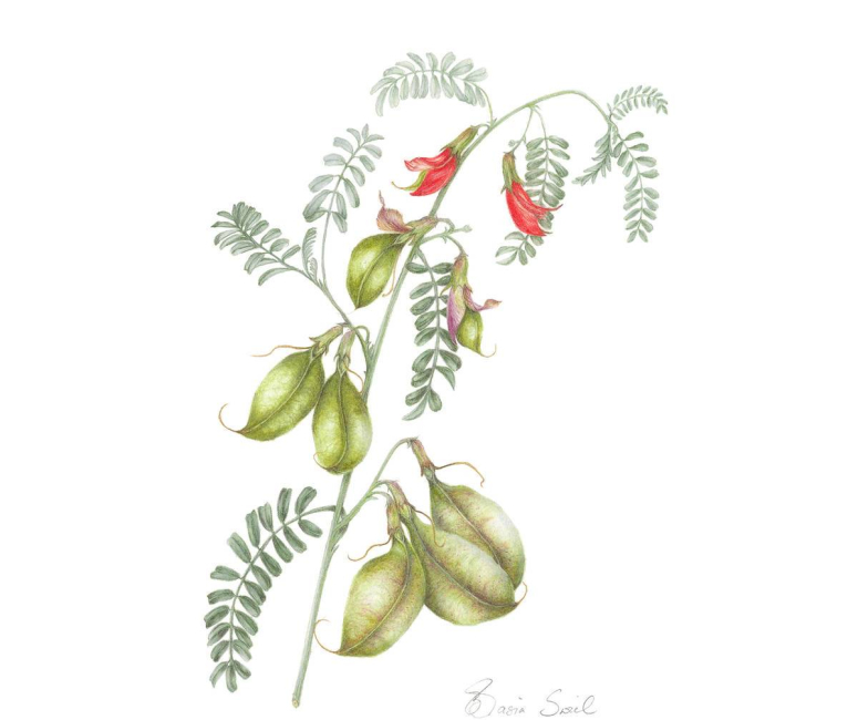 Botanical Art Gallery Florilegium Book Grootbos Private Nature Reserve™