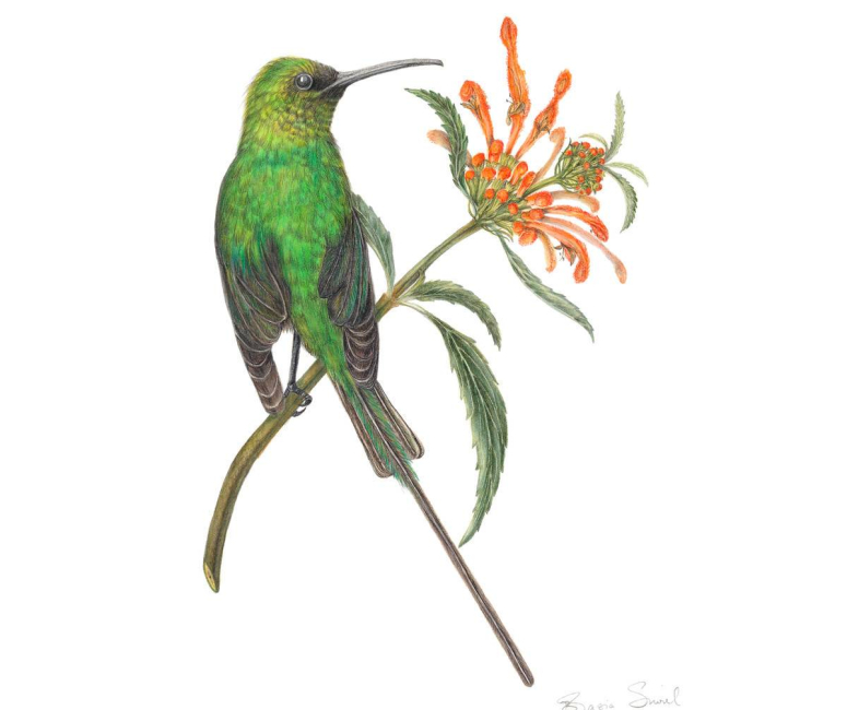 Botanical Art Gallery Florilegium Book Grootbos Private Nature Reserve™