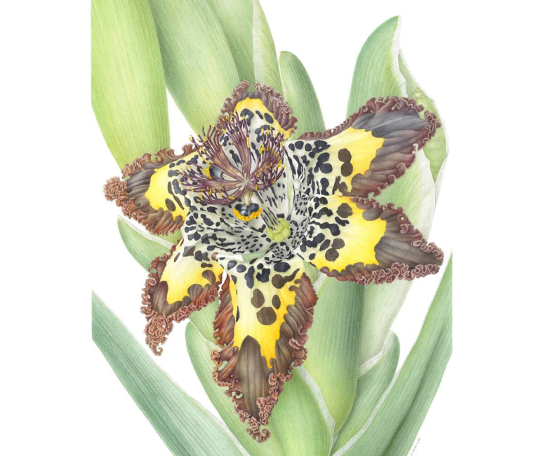 Botanical Art Gallery Florilegium Book Grootbos Private Nature Reserve™